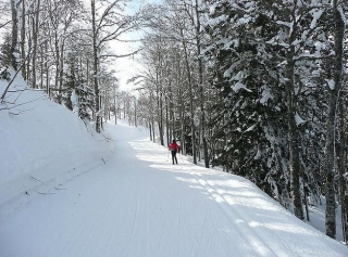 Bosque nevado